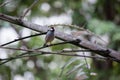 Java sparrow bird in aviary Royalty Free Stock Photo