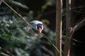 Java Sparrow Bird with straw for making nest Royalty Free Stock Photo