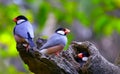 Java sparrow birds Royalty Free Stock Photo