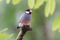 Java sparrow Java finch Lonchura oryzivora Female