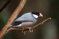 Java sparrow Lonchura oryzivora.