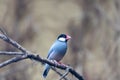 Java Sparrow (Lonchura oryzivora) - Exotic Avian Beauty