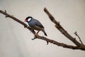 The Java Sparrow (Padda oryzivora). Royalty Free Stock Photo