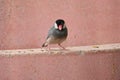 Java sparrow ( Padda oryzivora ). Royalty Free Stock Photo