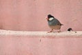 Java sparrow ( Padda oryzivora ). Royalty Free Stock Photo