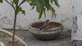 Java sparrow perched inside a water bowl under a tree, creating a tranquil wildlife scene Royalty Free Stock Photo