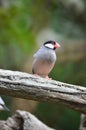 a Java Sparrow take a rest on tree, one of pet bird Royalty Free Stock Photo