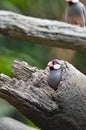 a Java Sparrow take a rest on tree, one of pet bird Royalty Free Stock Photo
