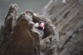 a Java Sparrow take a rest on tree, one of pet bird Royalty Free Stock Photo