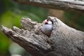 a Java Sparrow take a rest on tree, one of pet bird Royalty Free Stock Photo