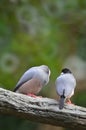 a Java Sparrow take a rest on tree, one of pet bird Royalty Free Stock Photo