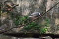 a Java Sparrow take a rest on tree, one of pet bird Royalty Free Stock Photo