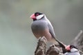 a Java Sparrow take a rest on tree, one of pet bird Royalty Free Stock Photo