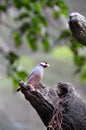 Java Sparrow in the tree