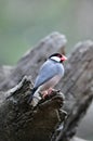 Java Sparrow in the tree