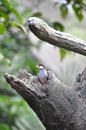 Java Sparrow in the tree hole
