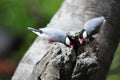 Java Sparrow on the tree hole