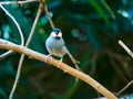 Java Sparrow at zoo