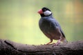Java Sparrows (Padda oryzivora) perching on a branch Royalty Free Stock Photo