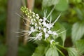 Java tea, Kidney Tea Plant, Cat's Whiskers (Orthosiphon aristatus (Blume) Miq.).