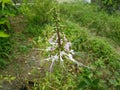 Java tea, Kidney Tea Plant, Cat`s Whiskers tree Orthosiphon aristatus is medicinal herb use for diuretic and cure about kidney d Royalty Free Stock Photo