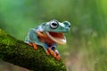 Java tree frog open mouth Royalty Free Stock Photo