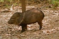 Javalina Royalty Free Stock Photo