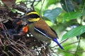 Javan Banded Pitta