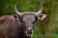 Javan banteng Bos javanicus