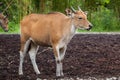 Javan banteng Bos javanicus