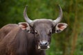 Javan banteng Bos javanicus