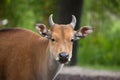 Javan banteng Bos javanicus