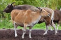 Javan banteng Bos javanicus