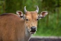 Javan banteng Bos javanicus