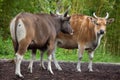 Javan banteng Bos javanicus