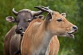 Javan banteng Bos javanicus