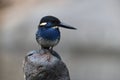 Javan blue-banded kingfisher (Alcedo euryzona) in Java island, Indonesia Royalty Free Stock Photo