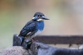 Javan blue-banded kingfisher (Alcedo euryzona) in Java island, Indonesia Royalty Free Stock Photo