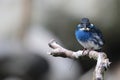 Javan blue-banded kingfisher (Alcedo euryzona) in Java island, Indonesia Royalty Free Stock Photo