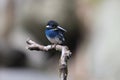 Javan blue-banded kingfisher (Alcedo euryzona) in Java island, Indonesia Royalty Free Stock Photo