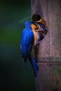 The Javan Blue Flycatcher is a bird endemic Royalty Free Stock Photo