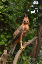 Javan hawk eagle standing at tree branch