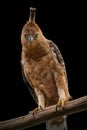 Javan hawk eagle