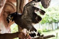 Javan hawk eagle spreading wings on man hand