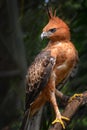 Javan hawk eagle standing at tree branch