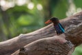 Javan kingfisher bird