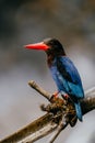 Javan kingfisher has the scientific name Halcyon cyanoventris stalking its prey from a tree. Royalty Free Stock Photo