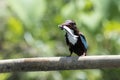 Javan kingfisher is perched on a branch and bringing fresh food from the hunt Royalty Free Stock Photo