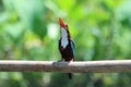 Javan kingfisher perched on branch