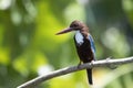 Javan kingfisher perched on branch Royalty Free Stock Photo